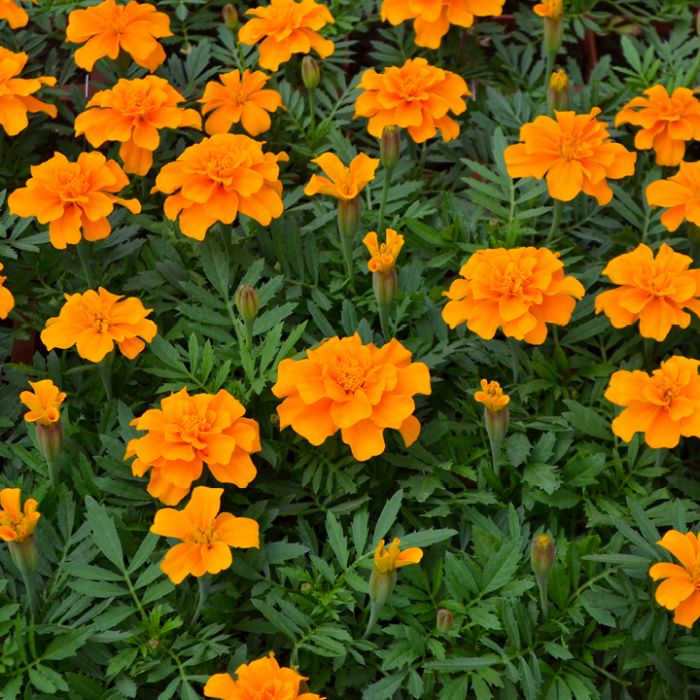 Marigold (French) 'Durango Orange'
