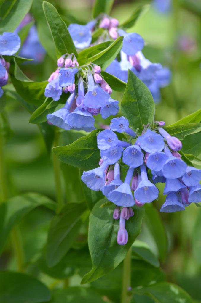 Virginia Bluebells