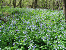 Load image into Gallery viewer, Virginia Bluebells
