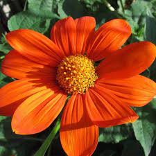 Tithonia 'Mexican Sunflower'