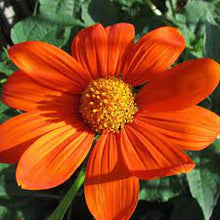 Load image into Gallery viewer, Tithonia &#39;Mexican Sunflower&#39;
