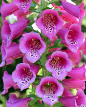 Load image into Gallery viewer, Digitalis 'Camelot™ Rose'
