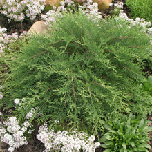 Load image into Gallery viewer, Siberian Cypress 'Celtic Pride'
