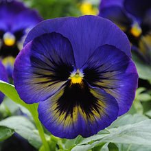 Load image into Gallery viewer, Winter Pansy
