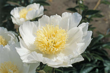 Load image into Gallery viewer, Peony &#39;Corto White&#39;
