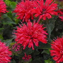 Load image into Gallery viewer, Monarda 'Pardon My Cerise'
