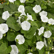Load image into Gallery viewer, Moonflower Vine
