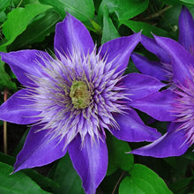 Load image into Gallery viewer, Clematis 'Multi Blue'
