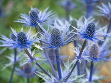 Load image into Gallery viewer, Eryngium &#39;Big Blue&#39;

