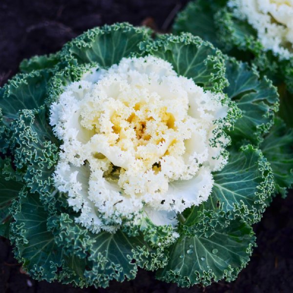 Ornamental Kale 'Kamome White'