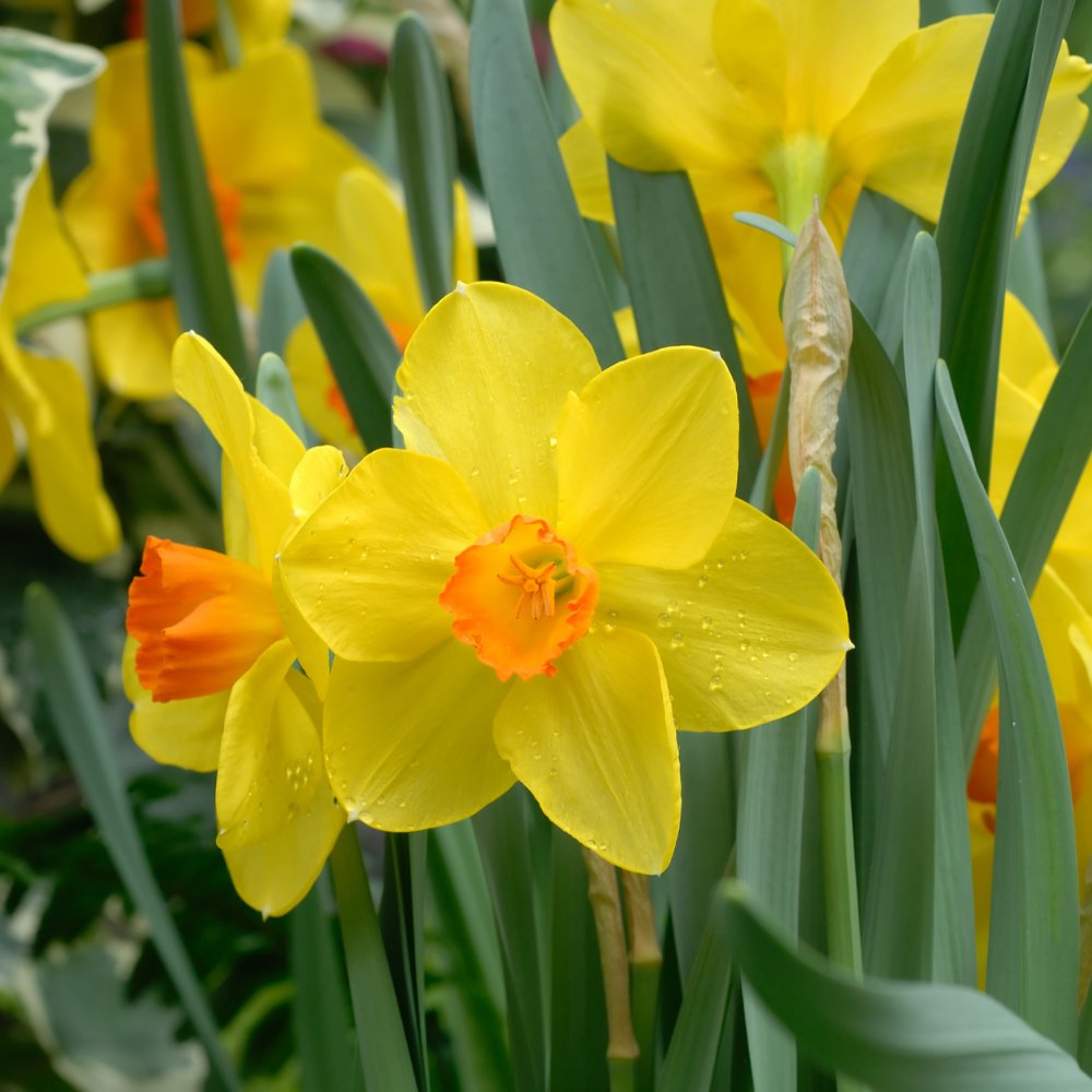 Daffodil 'Jetfire'