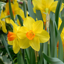 Load image into Gallery viewer, Daffodil &#39;Jetfire&#39;
