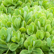 Load image into Gallery viewer, Sedum &#39;Neon&#39;
