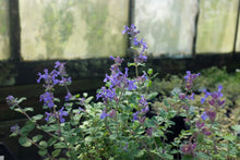 Load image into Gallery viewer, Nepeta &#39;Early Bird&#39;
