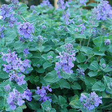Load image into Gallery viewer, Nepeta &#39;Early Bird&#39;
