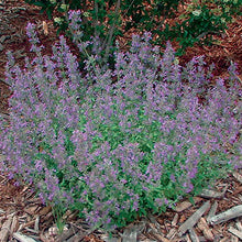 Load image into Gallery viewer, Nepeta &#39;Dropmore Hybrid&#39;
