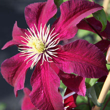 Load image into Gallery viewer, Clematis &#39;Niobe&#39;
