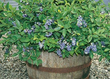 Load image into Gallery viewer, Blueberry &#39;Northcountry&#39;
