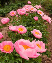 Load image into Gallery viewer, Peony &#39;Roselette&#39;
