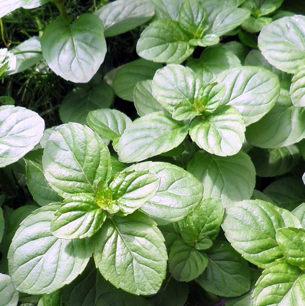 Mint 'Orange'
