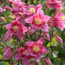 Load image into Gallery viewer, Aquilegia &#39;Winky Rose&#39;
