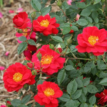 Load image into Gallery viewer, Rose - Oso Easy Urban Legend
