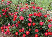 Load image into Gallery viewer, Rose - Oso Easy Urban Legend
