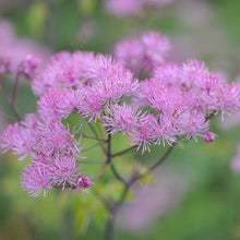 Load image into Gallery viewer, Thalictrum &#39;Black Stockings&#39;
