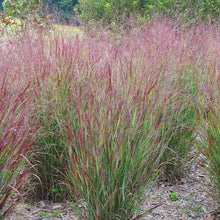 Load image into Gallery viewer, Panicum 'Shenandoah' (Switch Grass)

