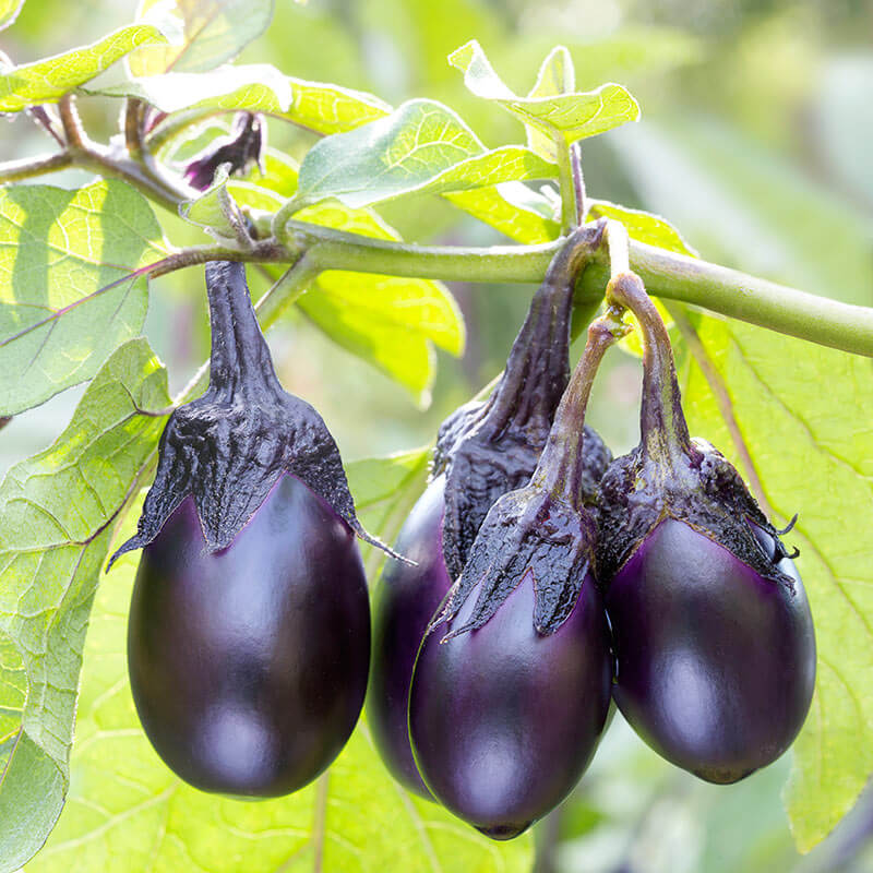 Eggplant Patio Baby