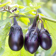 Load image into Gallery viewer, Eggplant Patio Baby
