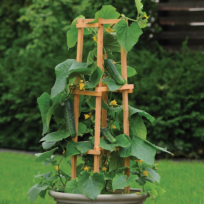 Cucumber 'Patio Snacker'.