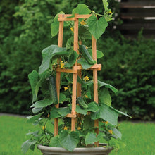 Load image into Gallery viewer, Cucumber &#39;Patio Snacker&#39;.
