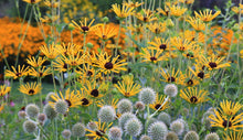 Load image into Gallery viewer, Rudbeckia 'Henry Eilers'
