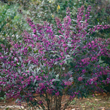 Load image into Gallery viewer, Callicarpa Pearl Glam®
