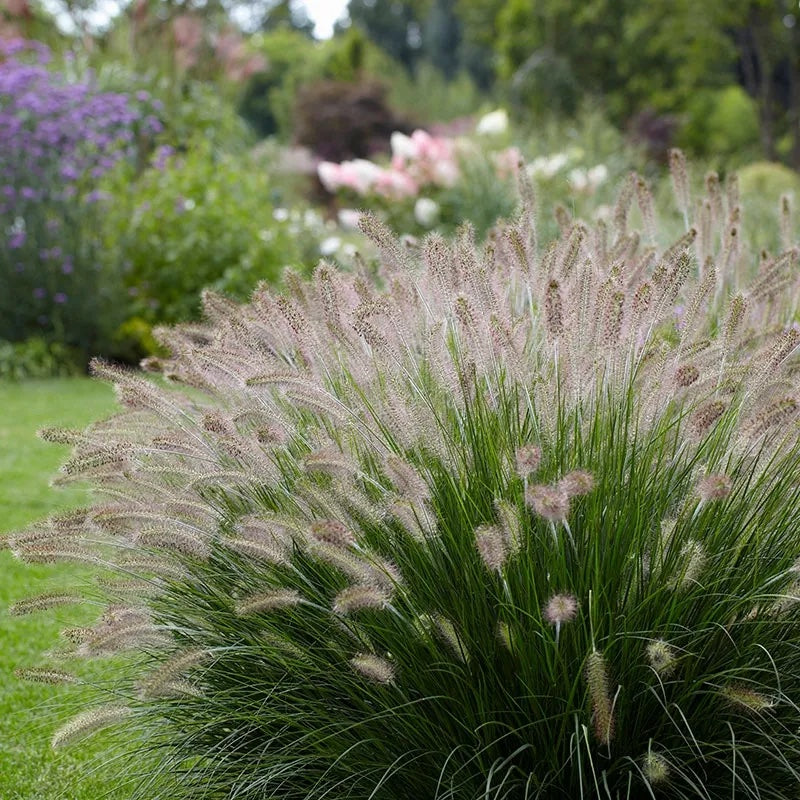 Pennisetum 'Hameln' (Dwarf Fountain Grass) – BloomBox