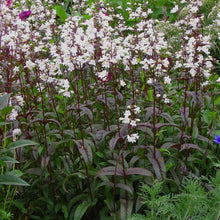 Load image into Gallery viewer, Penstemon &#39;Husker Red&#39;
