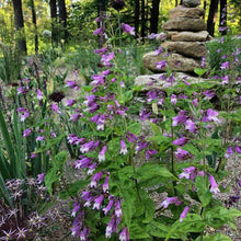 Load image into Gallery viewer, Penstemon smallii

