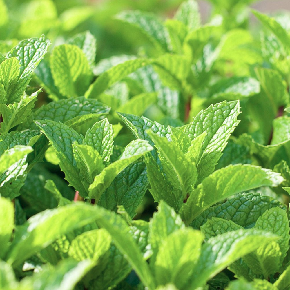 Mint 'Peppermint'