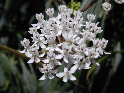 Asclepias perennis (Milkweed)