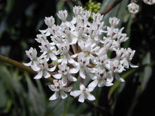Load image into Gallery viewer, Asclepias perennis (Milkweed)
