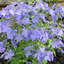 Load image into Gallery viewer, Phlox &#39;Blue Moon&#39;
