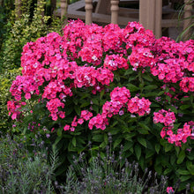 Load image into Gallery viewer, Phlox &#39;Glamour Girl&#39;
