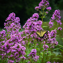 Load image into Gallery viewer, Phlox &#39;Jeana&#39;
