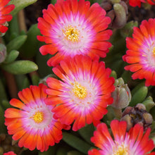 Load image into Gallery viewer, Delosperma 'Jewel of Desert Grenade'
