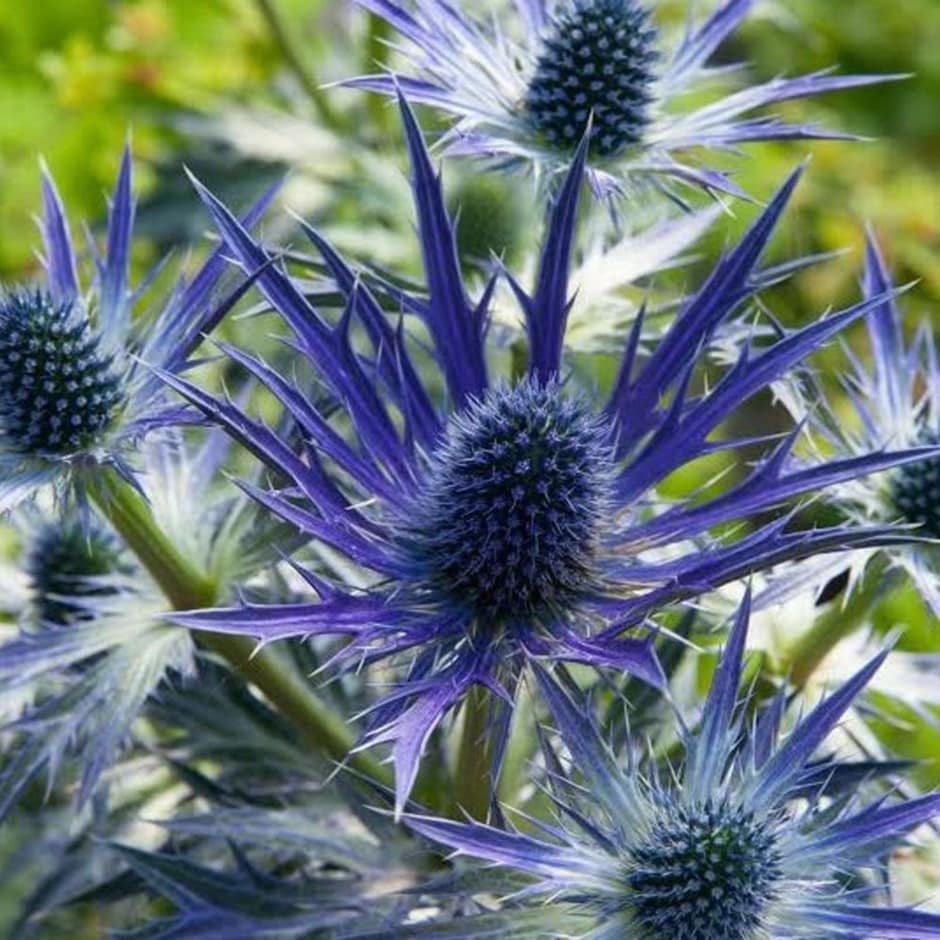 Eryngium 'Blue Glitter'