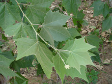 Load image into Gallery viewer, American Sycamore
