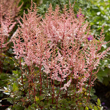 Load image into Gallery viewer, Astilbe &#39;Spotlight&#39;

