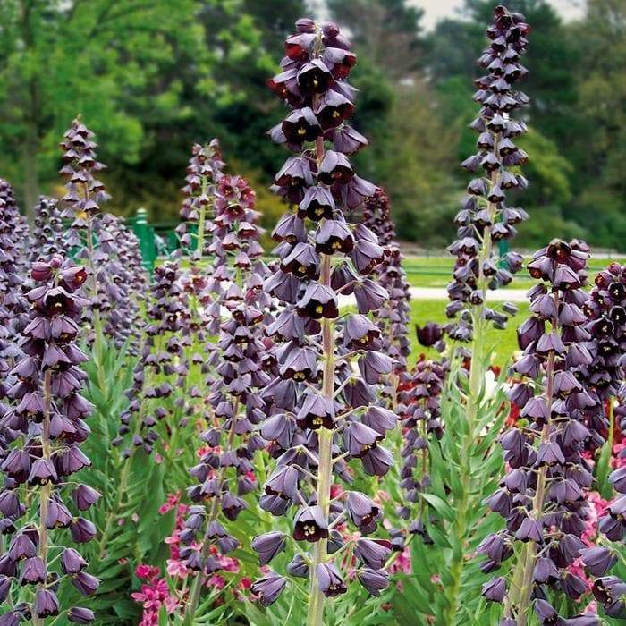 Fritillaria persica (Persian Lily)