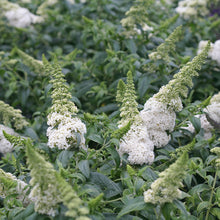 Load image into Gallery viewer, Buddleia&#39; Pugster White&#39;
